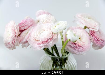 the Bouquet of pale pink Persian buttercups isolated on pale gray. Stock Photo