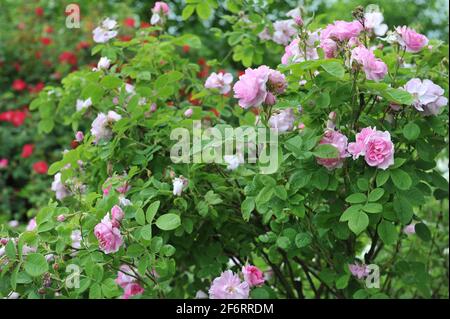 Pink Provins rose (Rosa gallica) Chataeu de Namur blooms in a garden in June Stock Photo