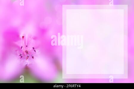Mock up concept with pink azalea. Transparent rectangular copy space. Blurred background, macro flower. Spring, summer template for greeting card Stock Photo