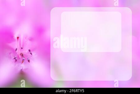 Mock up concept with pink azalea. Transparent rectangular copy space. Blurred background, macro flower. Spring, summer template for greeting card Stock Photo