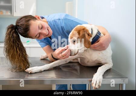 Young happy veterinary nurse smiling while playing with a dog. High quality photo.