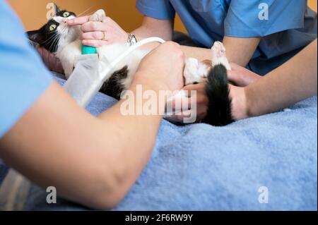 Veterinary teamwork makes an ultrasound examination of a cat. Cat on ultrasound diagnosis in a veterinary clinic. Medical ultrasound. High quality