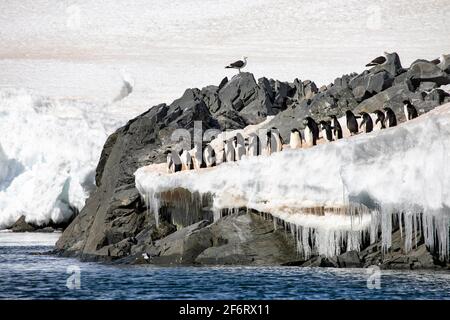 Group of Adelie penguins stands on ice cliff and will jump into the water.