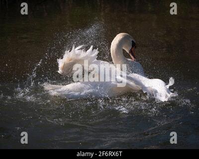 Adult White Swan in narrow river flapping and washing on a bright sunny day. Stock Photo