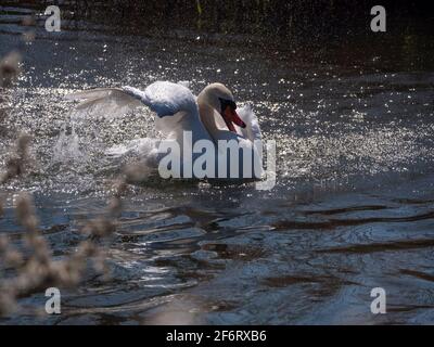 Adult White Swan in narrow river flapping and washing on a bright sunny day. Stock Photo