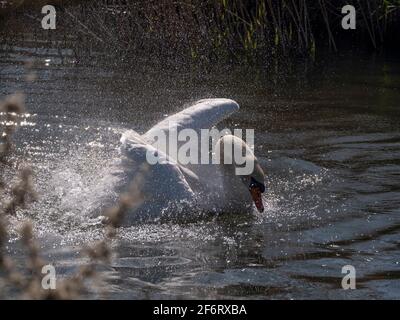 Adult White Swan in narrow river flapping and washing on a bright sunny day. Stock Photo