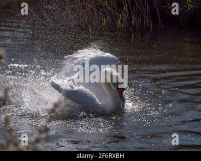 Adult White Swan in narrow river flapping and washing on a bright sunny day. Stock Photo