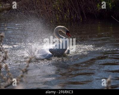 Adult White Swan in narrow river flapping and washing on a bright sunny day. Stock Photo