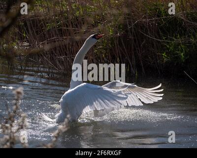 Adult White Swan in narrow river flapping and washing on a bright sunny day. Stock Photo