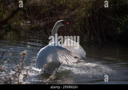 Adult White Swan in narrow river flapping and washing on bright sunny day. Stock Photo