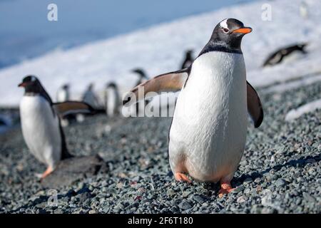 Cute Gentoo Penguin almost tips over when walking on gray stones.