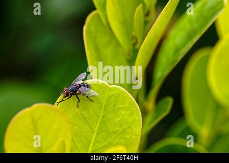 https://l450v.alamy.com/450v/2f6t40h/the-house-fly-musca-domestica-linnaeus-is-a-well-known-cosmopolitan-pest-of-both-farm-and-home-this-species-is-always-found-in-association-with-2f6t40h.jpg