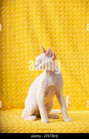 White Devon Rex Kitten Kitty. Short-haired Blue-eyed Cat Of English Breed On Yellow Plaid Background. Shorthair Pet Cat Stock Photo