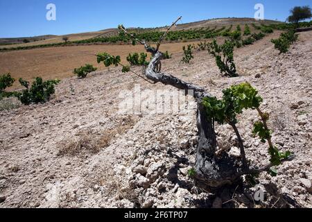 Drought at grape field in Elazig, Turkey. Stock Photo