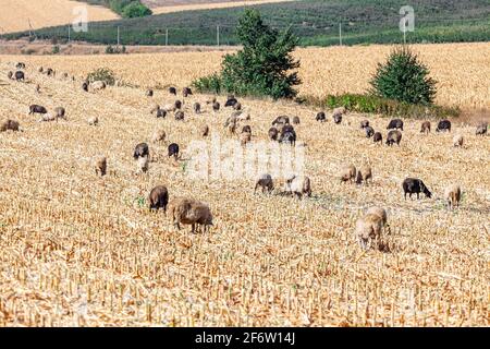 Herd of farm sheep grazing on empty agricultural cornfield Stock Photo