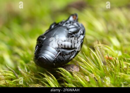 Hister beetle, Histeridae on moss Stock Photo