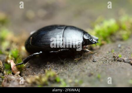 Hister beetle, Histeridae on moss Stock Photo