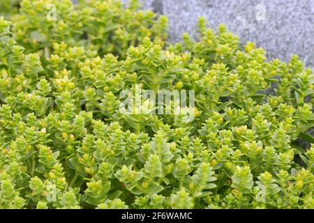 Sea sandwort, honckenya peploides Stock Photo