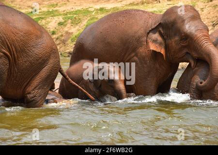 Asian or asiatic elephant (Elephas maximus) bathing in a river. Chiang Mai, Thailand.