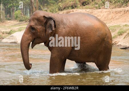 Asian or asiatic elephant (Elephas maximus) bathing in a river. Chiang Mai, Thailand.