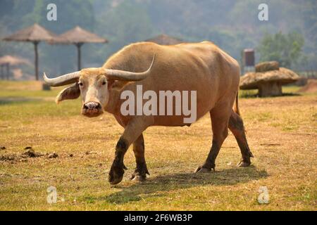 Water buffalo (Bubalus bubalis) is a bovid originating in southern Asia. This photo was taken in Chiang Mai, Thailand.