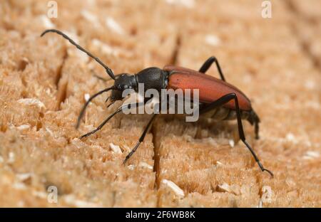 Female flower longhorn beetle, Anastrangalia sanguinolenta laying eggs on wood Stock Photo