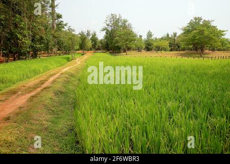 The nice color with paddy field (rice place Stock Photo - Alamy