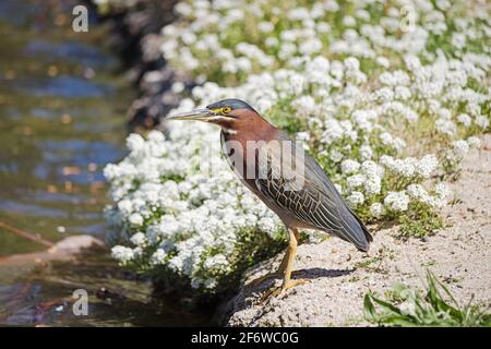 green heron or Butorides virescens perched on the edge of a pond Stock Photo
