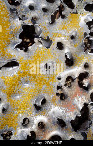 detail of a reflective aluminum road sign that has been shot many times with numerous bullet holes Stock Photo