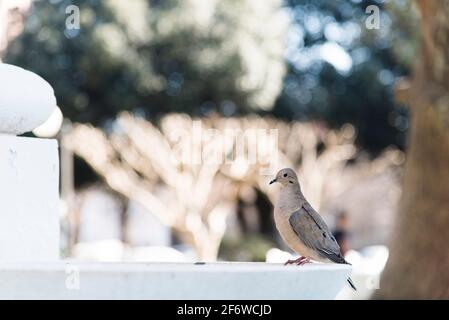 Adult eared dove, zenaida auriculata, perched on the edge of a fountain, in a park, on a sunny day. Side view. Image with copy space. Stock Photo