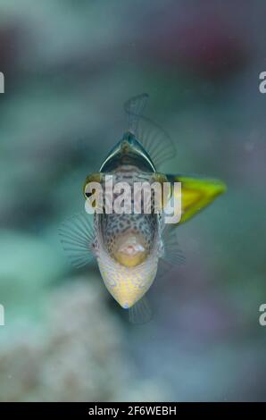 Mimic Filefish (Paraluteres prionurus), Tanjung Muara dive site, Sermata Islands, near Alor, Indonesia.