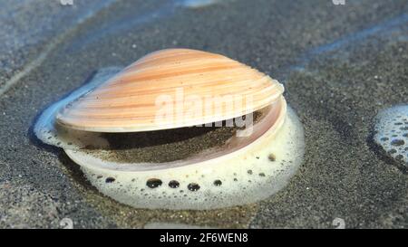 An empty coarse dosinia clam (tuangi haruru) at the water's edge on Raumati beach, NZ Stock Photo