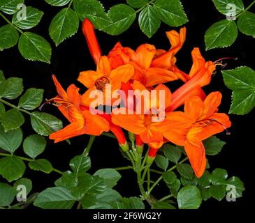 Stunning image of cluster of vivid orange / red flowers & emerald green leaves of Tecoma capensis, Cape Honeysuckle, garden shrub, on black background Stock Photo