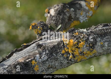 old tree branch of an olive tree covered of yellow lichen in Tuscany land Stock Photo