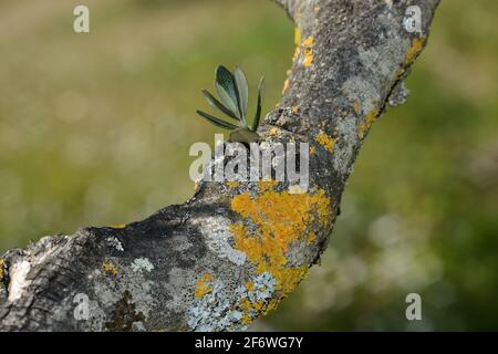 old tree branch of an olive tree covered of yellow lichen and with a young twig, in Tuscany land Stock Photo