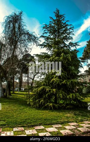 A beautiful tall coniferous tree among larch trees with fallen leaves on a lawn covered with green grass in the winter garden of the Golestan Palace i Stock Photo