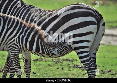 Zebra calf (Equus quagga) in the African reserve of Sigean-France Stock Photo
