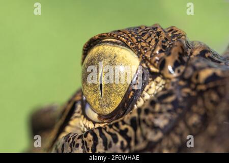 Eye of a Salt Water Crocodile Stock Photo