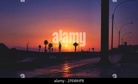 Silhouette of sugar tree before sunrise, road at sunset. Selective focus Stock Photo