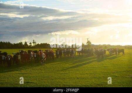 Hereford cattle, standing with a large herd on green pastures, in the New Zealand countryside in the morning, the atmosphere is bright and warm. Stock Photo