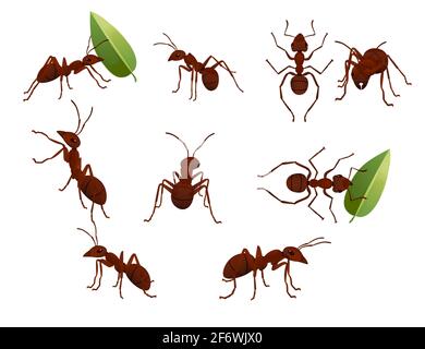 Set of cute brown ant holding a green leaf cartoon bug animal design vector illustration isolated on white background. Stock Vector