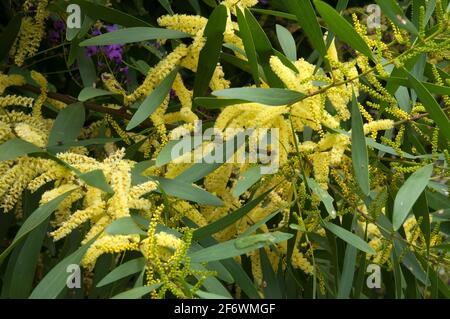 Sydney Australia, the yellow flowers of an acacia longifolia or sydney golden wattle tree Stock Photo