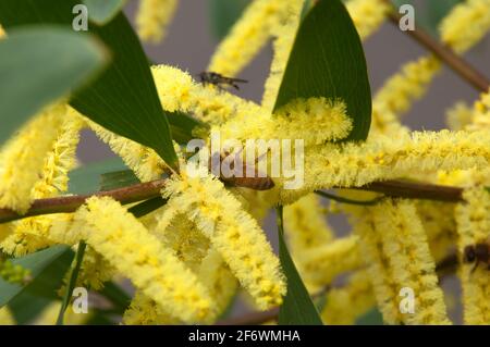 Sydney Australia, bee among the yellow flowers and leaves of Acacia longifolia or Sydney Golden Wattle tree Stock Photo