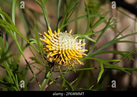 Sydney Australia, isopogon anethifolius or narrow-leafed drumsticks found in coastal areas in NSW near Sydney Stock Photo
