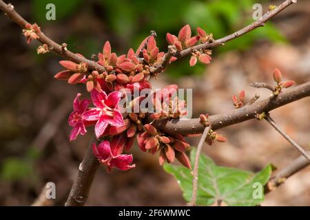 Sydney Australia, pink flowers of a native Brachychiton bidwillii or little kurrajong Stock Photo