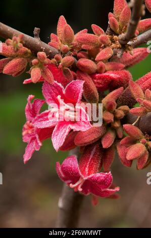 Sydney Australia, pink flowers and buds  of a native Brachychiton bidwillii or little kurrajong Stock Photo