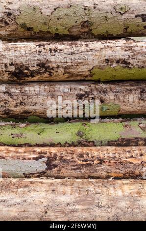 Felled trees at a lumberyard, side view of many log trunks, stack or pile of wood logs in the forest, deforestation, Westerwald, Germany, Europe Stock Photo