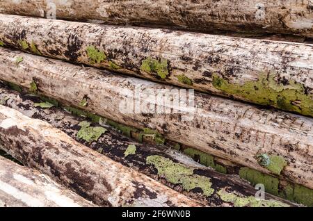 Felled trees at a lumberyard, side view of many log trunks, stack or pile of wood logs in the forest, deforestation, Westerwald, Germany, Europe Stock Photo