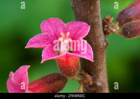 Pink flowers of a native Brachychiton bidwillii or little kurrajong Stock Photo