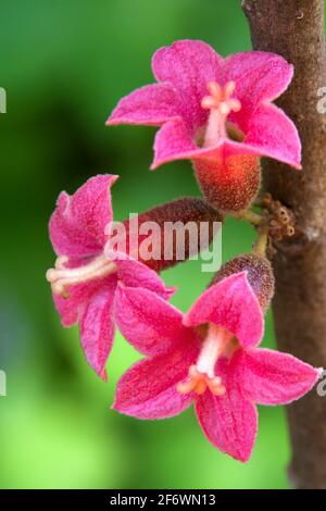 Sydney Australia, pink flowers of a native Brachychiton bidwillii  or little kurrajong Stock Photo